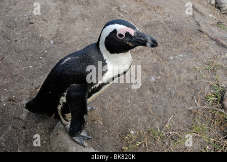 Portrait of Black Footed Jackass Penguins (Speniscus demersus), Betty's Bay, South Weatern Cape, South Africa Stock Photo