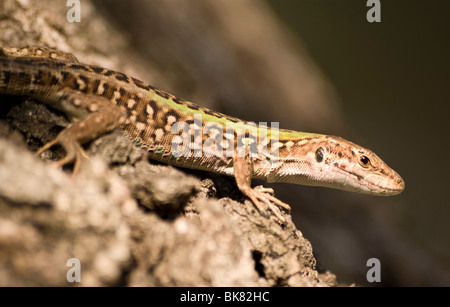Male sand lizard  Tuscany Italy Stock Photo
