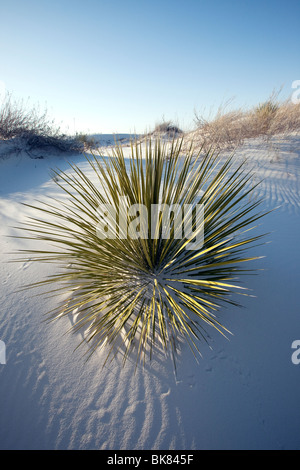 Yucca in Sand, White Sand Dunes National Park, New Mexico Stock Photo