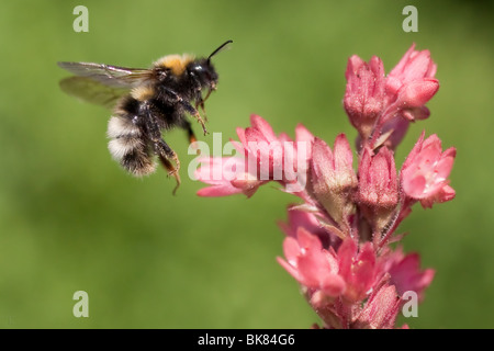 Bumblebee in flight and flower Stock Photo