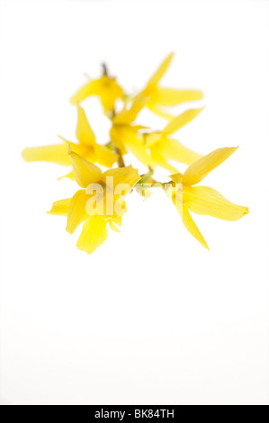 Forsythia flowers Stock Photo