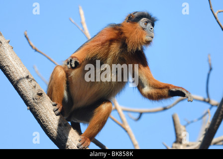 Adult Western Red Colobus (Piliocolobus badius) leaping from a tree in Bijilo Forest, The Gambia, West Africa. April 2009. Stock Photo