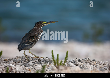 Green Heron (Butorides virescens virescens), Eastern subspecies, juvenile on a beach in Bonaire, Netherlands Antilles. Stock Photo