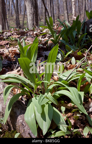 Wild Onion Leek Allium tricoccum Spring Eastern Deciduous Forest E USA by Dembinsky Photo Assoc Stock Photo