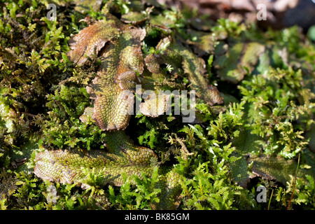 Liverworts (Marchantia), E North America, by Dembinsky Photo Assoc Stock Photo