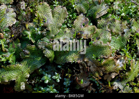 Liverworts (Marchantia), E North America, by Dembinsky Photo Assoc Stock Photo