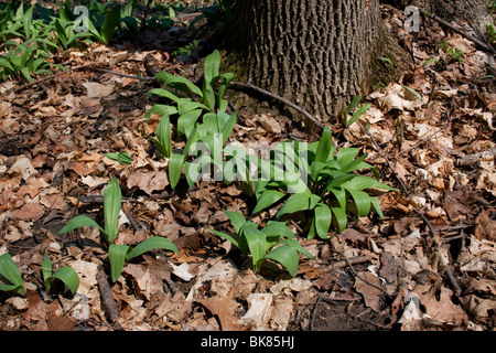 Wild Onion Leek Allium tricoccum Spring Eastern Deciduous Forest E USA Stock Photo