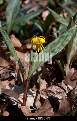 Adder's Tongue Yellow Trout Lily Erythronium americanum  Spring Wildflower Eastern United States April by Dembinsky Photo Assoc Stock Photo