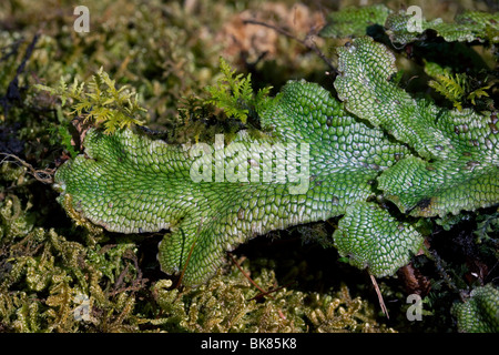 Liverworts (Marchantia), E North America, by Dembinsky Photo Assoc Stock Photo