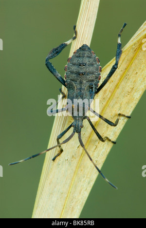 Adult Squash Bug Anasa tristis Eastern USA, by Skip Moody/Dembinsky Photo Assoc Stock Photo