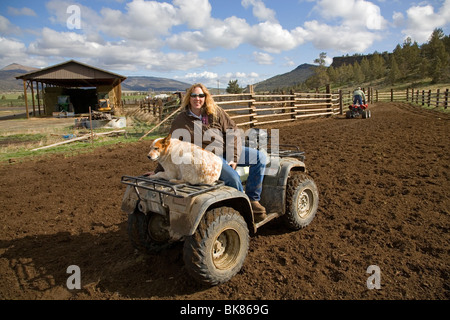 Modern cowboys on an ATV All Terrain Vehicle rounds up a herd of cattle ...
