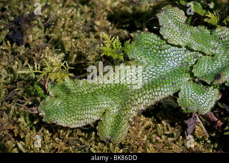 Liverworts (Marchantia), E North America, by Dembinsky Photo Assoc Stock Photo