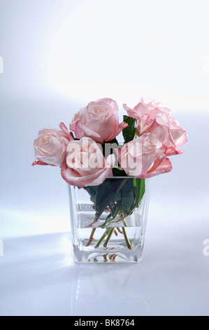 Pink roses in a glass vase Stock Photo