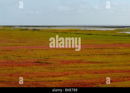 Salt marsh, regionally known as Heller, Inge or Groden, Pellworm, North Frisian Islands, North Friesland district, Schleswig-Ho Stock Photo