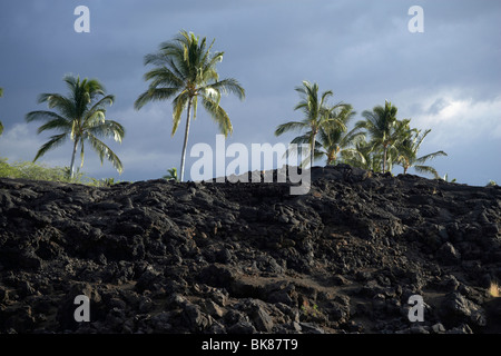 Palm trees in the lava desert near Waikoloa on Big Island, Hawaii, USA Stock Photo