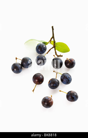 Sloe (Prunus spinosa) Stock Photo