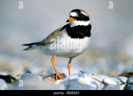 Ringed Plover (Charadrius hiaticula), male standing on stony ground Stock Photo