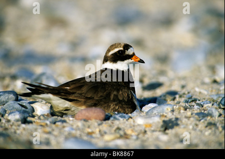 Ringed Plover (Charadrius hiaticula), female brooding on a nest on a beach Stock Photo