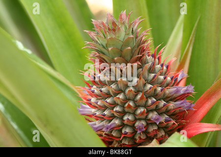 pineapple Ananas comosus, Ananas sativus infructescence Stock Photo