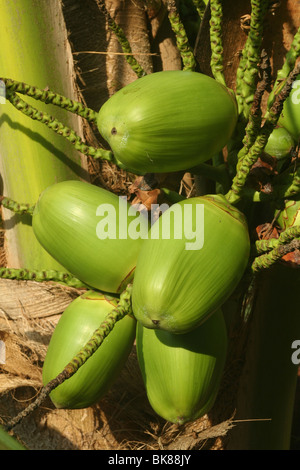Cluster of green coconuts close-up hanging on palm tree Stock Photo