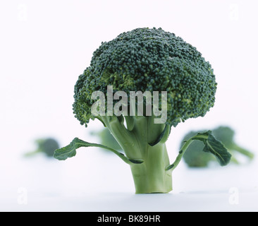 Head of fresh broccoli on white Stock Photo