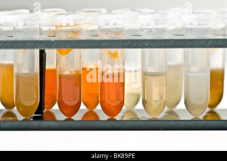 Test tubes with fluid for DNA extraction Stock Photo