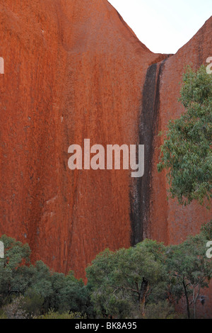 Trees in front of rock wall, Uluru, Ayers Rock, Uluru-Kata Tjuta National Park, Northern Territory, Australia Stock Photo