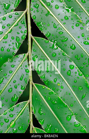 Leaves with dew drops, Giant Vine Fern (Stenochlaena tenuifolia), South Africa Stock Photo