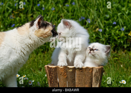 Two Birman kittens in a planter, greeting an adult cat Stock Photo