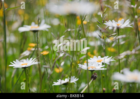 Europe. Ox-eye Daisies (Leucanthemum vulgare) growing with wild grasses in a wildflower meadow