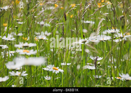 Europe. Ox-eye Daisies (Leucanthemum vulgare) growing with wild grasses in a wildflower meadow Stock Photo