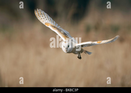 Barn owl hunting against a soft out of focus heathland background Stock Photo