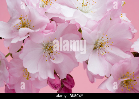 Close up of pink Cherry Blossom flowers and buds on tree branch in ...