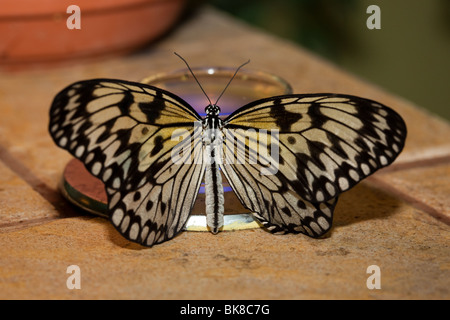 トップス if six was nine MINIMUM/D Idea leuconoe il_fullxfull.4717579628_kugv.jpg