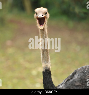 male ostrich Stock Photo