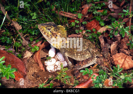 Female southern angle-headed dragon (Hypsilurus spinipes) with eggs, Barrington Tops, New South Wales, Australia Stock Photo