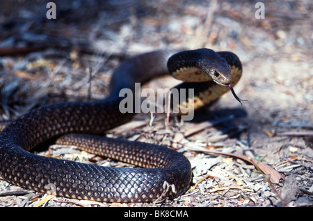 Western brown snake (Pseudonaja nuchalis) in threat display, north Queensland Stock Photo