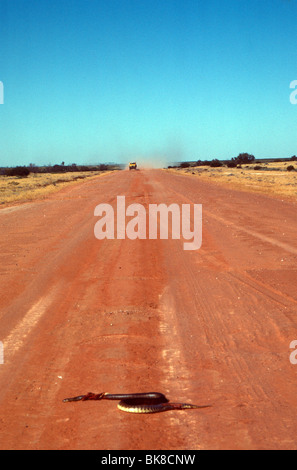 Woma python / Aspidites ramsayi Stock Photo - Alamy