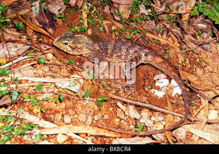 Female southern angle-headed dragon (Hypsilurus spinipes) with eggs, Barrington Tops, New South Wales, Australia Stock Photo