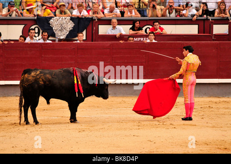 Bull fighting, bull with sword in side running at cape during final ...