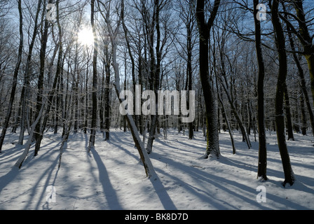 Leafless deciduous forest covered with snow, Schleswig-Holstein, Germany, Europe Stock Photo