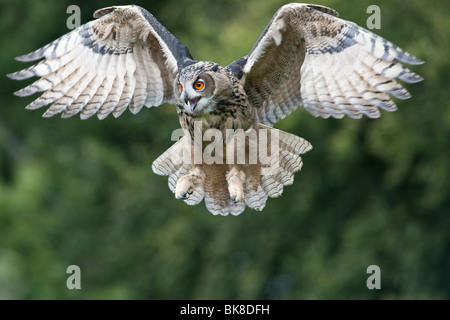 Eagle Owl (Bubo bubo) landing, Vulkan Eifel, Rhineland-Palatinate, Germany, Europe