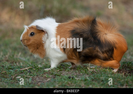 Guinea pig running in meadow Stock Photo