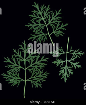 leaves of the Artemisia Absinthium plant. or commonly called Wormwood ( Grand} Stock Photo