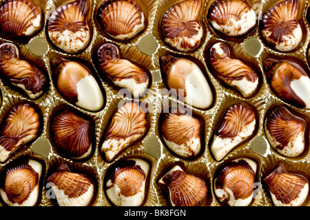 Belgian chocolate seashells Stock Photo