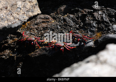 Red rock crabs, La Palma, Canary Islands, Spain
