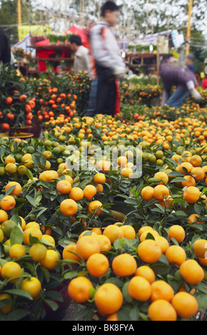 Kumquat (cumquat) trees for sale at flower market for Chinese New Year, Mongkok, Kowloon, Hong Kong, China Stock Photo