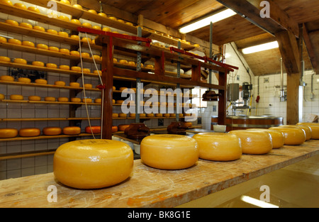 Open cheese dairy, Katharina Hoeve, wheels of cheese on a board, Gouda, open-air museum Zaanse Schans, Zaandam, North Holland,  Stock Photo