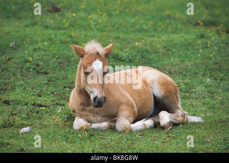 Haflinger foal lying in a field, North Tyrol, Austria, Europe Stock Photo