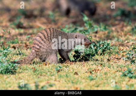 Banded Mongoose (Mungo mungo) looking for food, Etosha National Park, Namibia, Africa Stock Photo